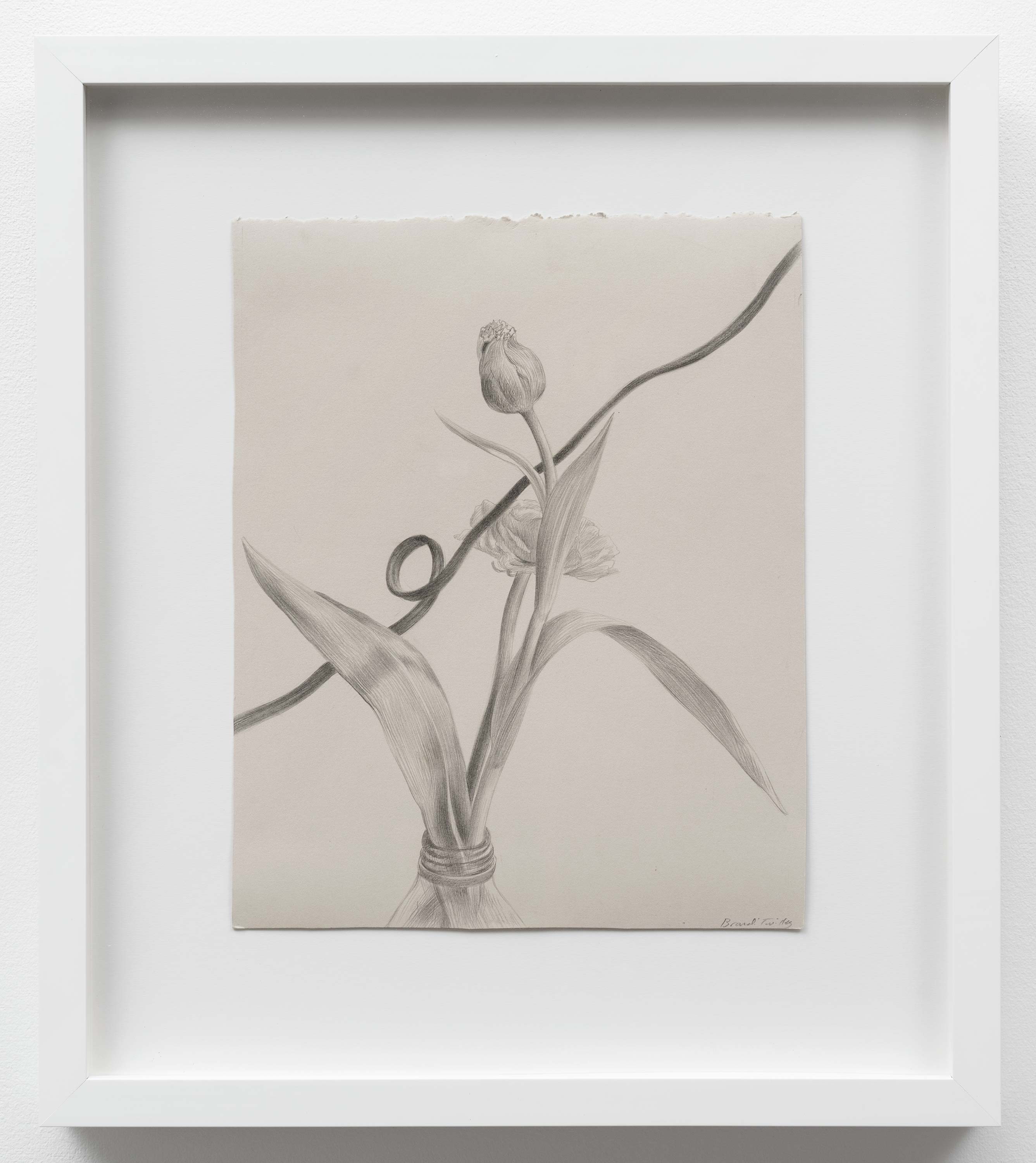 Brandi Twilley<br>Flowers with Cord II<br>2014<br>Graphite on gray paper<br>9 x 11 inches (23 x 28 cm)