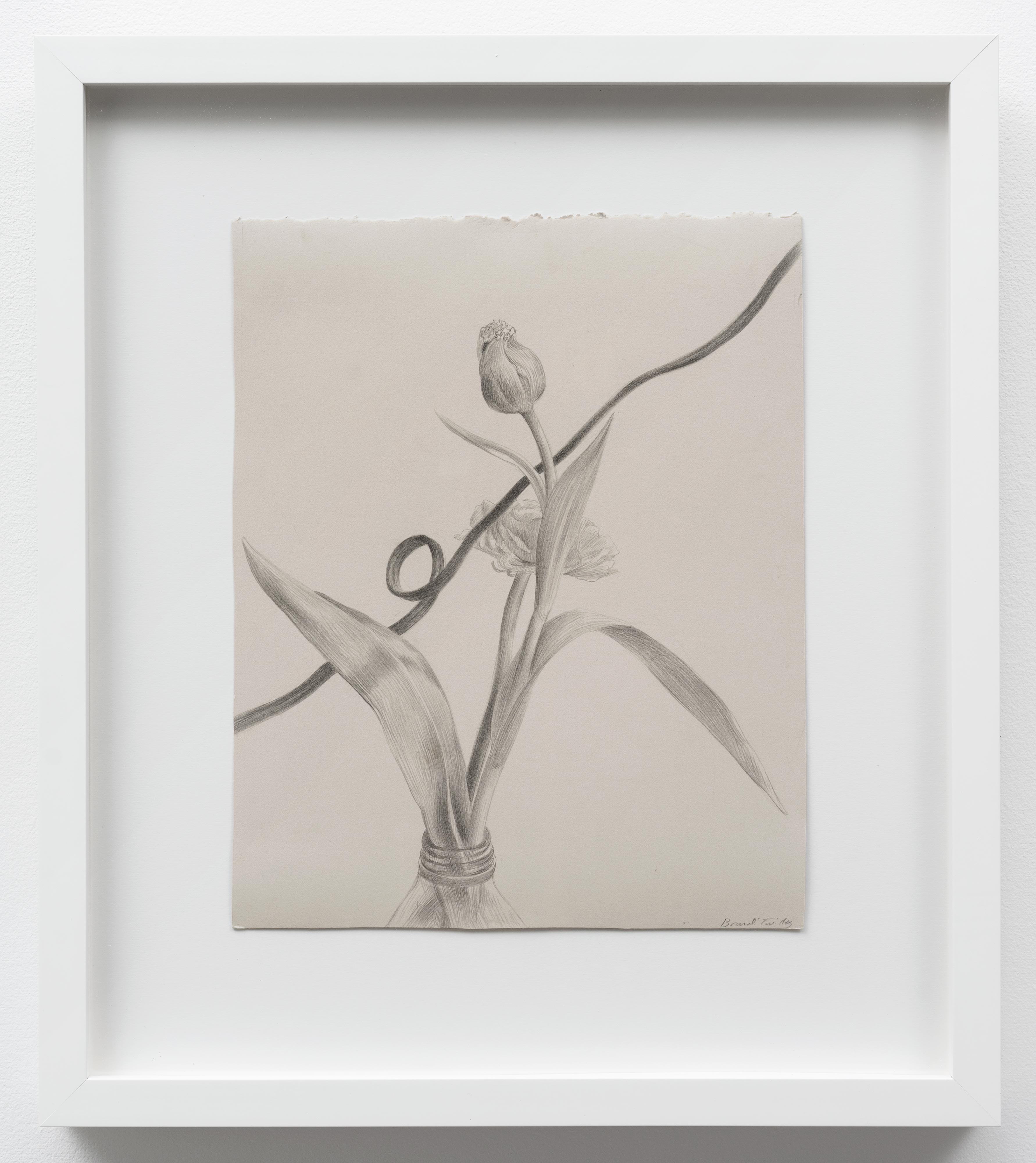 Brandi Twilley<br>Flowers with Cord II<br>2014<br>Graphite on gray paper<br>9 x 11 in (23 x 28 cm)